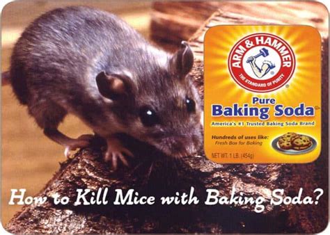 baking soda and corn meal for mice|baking soda kills mice fast.